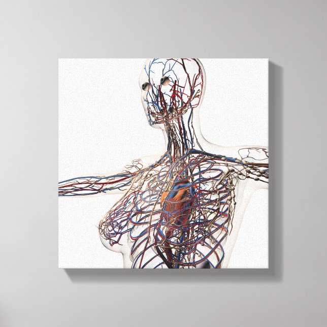 Arteries, Veins, And Lymphatic System 1 Canvas Print (Front)
