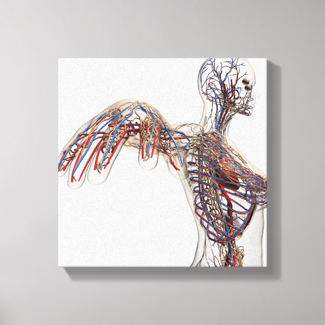 Arteries, Veins, And Lymphatic System 2 Canvas Print (Front)