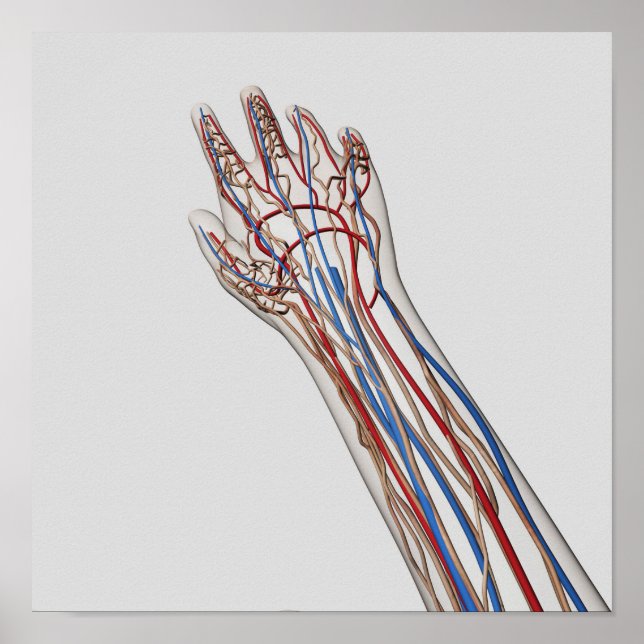 Arteries, Veins, And Lymphatic System 3 Poster (Front)