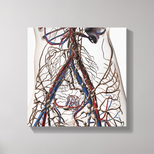 Arteries, Veins, And Lymphatic System 4 Canvas Print (Front)