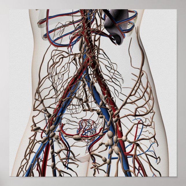 Arteries, Veins, And Lymphatic System 4 Poster (Front)