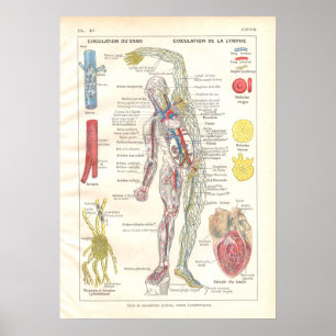 Arteries, Veins Lymphatics Anatomy Poster French