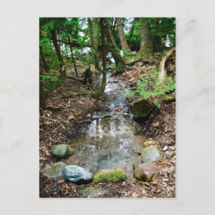 Artesian Spring Postcard