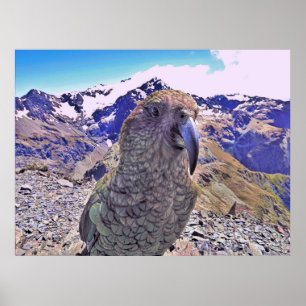 Arthur's Pass Kea Poster