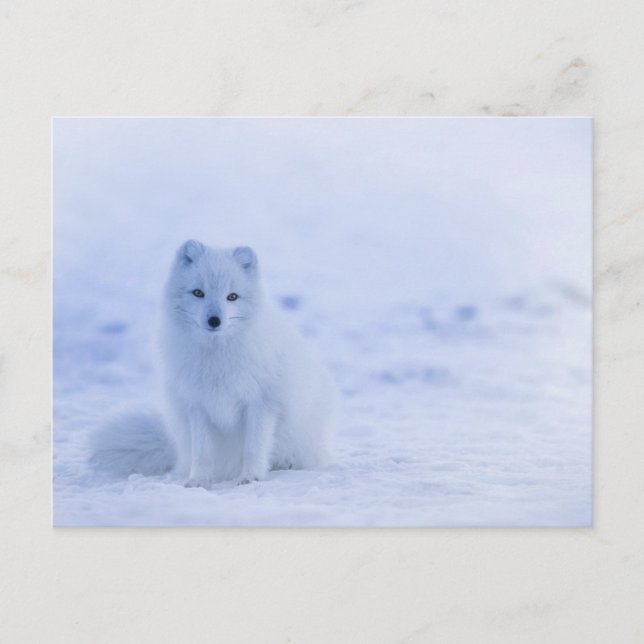 Artic Baby Fox Postcard (Front)