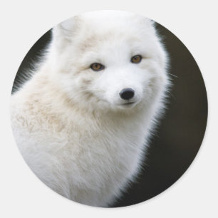 Artic Fox Classic Round Sticker