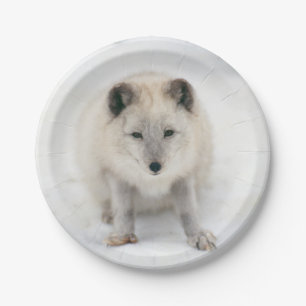 Artic Fox Paper Plate