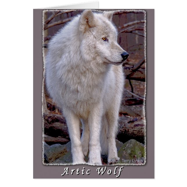 Artic Wolf (Front)