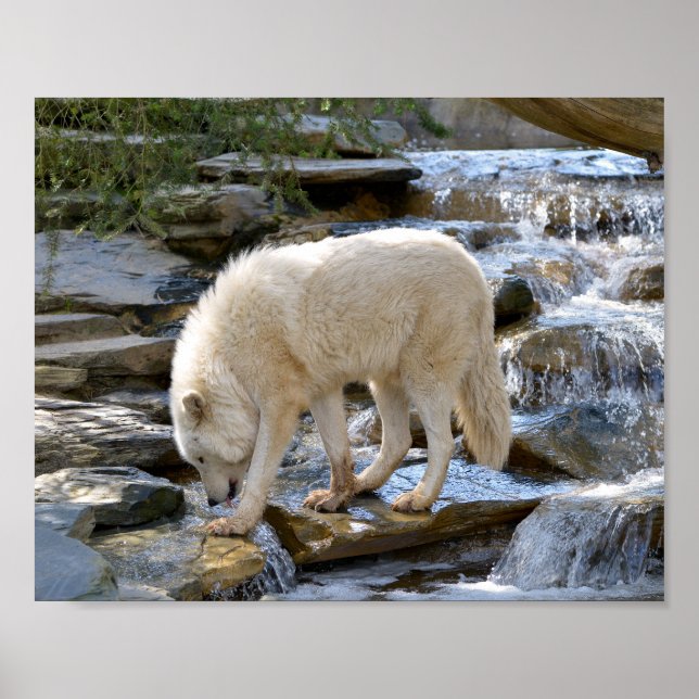 Artic wolf in water  poster (Front)