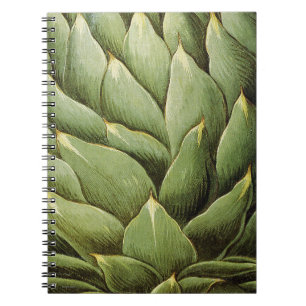Artichoke, 1613 notebook