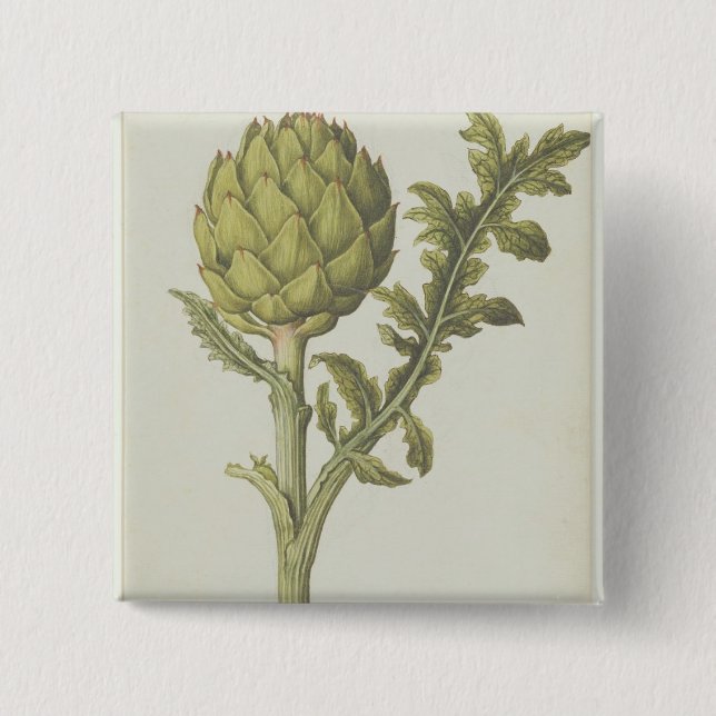 Artichoke: Cynara scolymus, c.1568 2 Inch Square Button (Front)