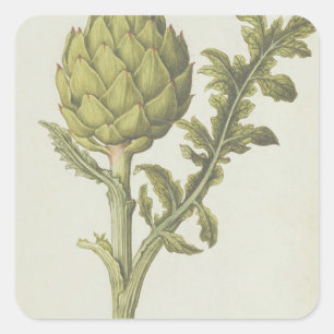 Artichoke: Cynara scolymus, c.1568 Square Sticker