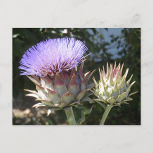 Artichoke Flowers Postcard