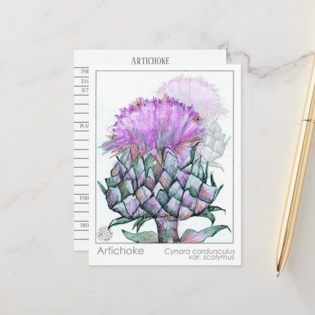 Artichoke Materia Medica Cards Herbal Study Plants (Front/Back In Situ)