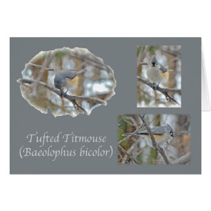Articles de mésange tuftée (Baeolophus bicolore)