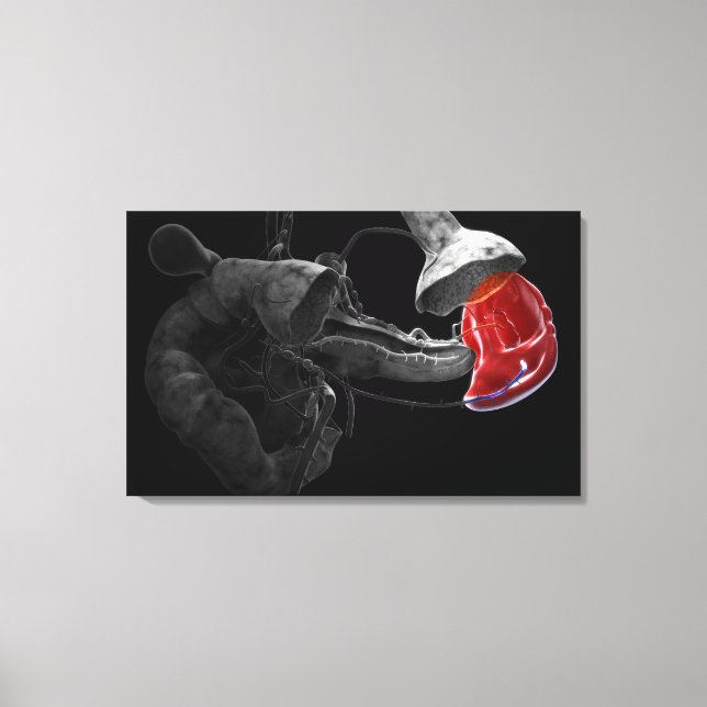 Artistic 3d rendering of the spleen canvas print (Front)