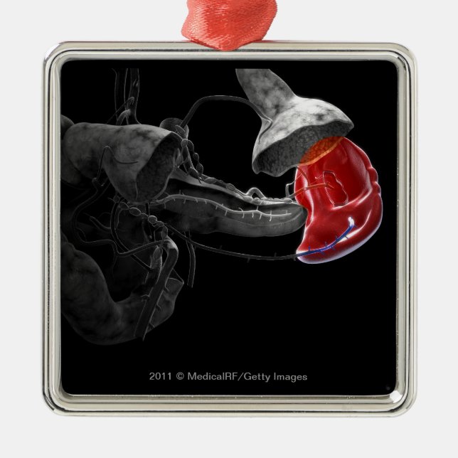 Artistic 3d rendering of the spleen metal ornament (Front)