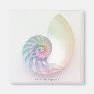 Artistic coloured nautilus image magnet