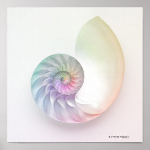 Artistic coloured nautilus image poster