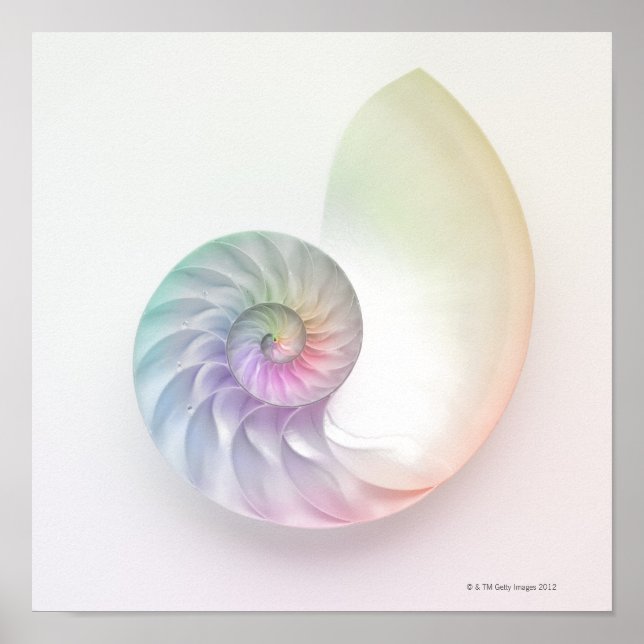 Artistic coloured nautilus image poster (Front)