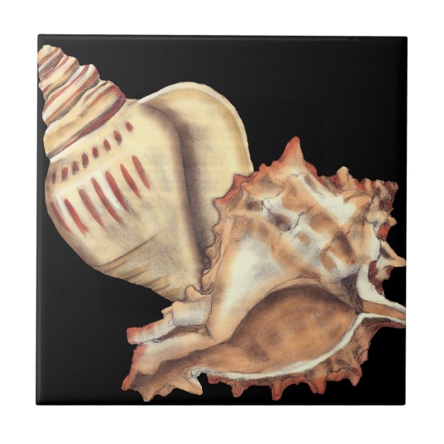 Artistic Conch Shells Tile (Front)