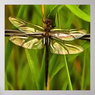 Artistic Dragonfly In Brown And Yellow On Green Poster