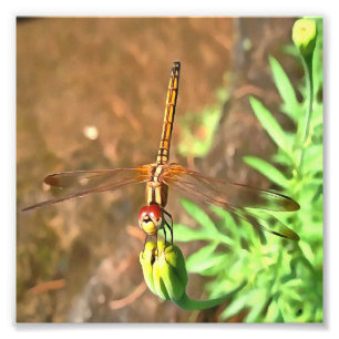 Artistic Dragonfly Resting On A Flower Head Photo Print