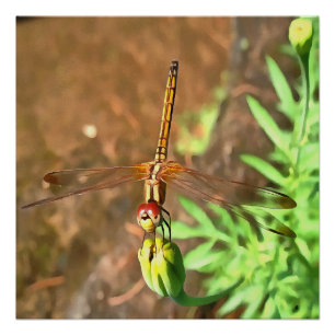 Artistic Dragonfly Resting On A Flower Head Poster
