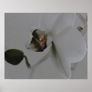 Artistic Flower in Grey Tones Poster