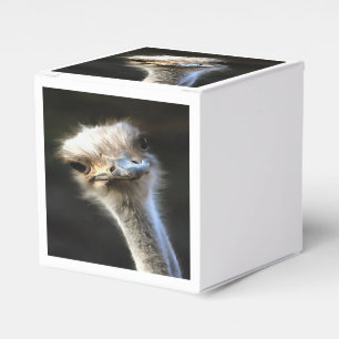 Artistic Ostrich Portrait With Goofy Expression Favor Box