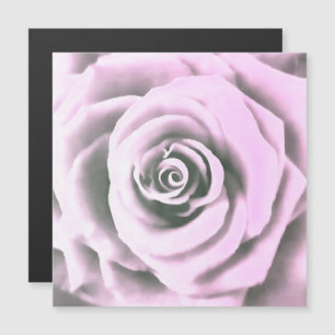 Artistic Pink Rose  rb