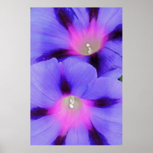 Artistic Purple and Pink Coloured Morning Glory Poster