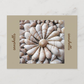 Artistic Seashell Circle Post Card