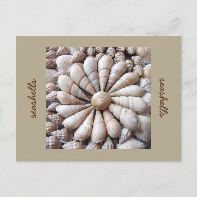 Artistic Seashell Circle Post Card (Front)