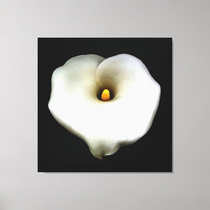 Artistic Single Heart Shaped Calla Lily Isolated Canvas Print