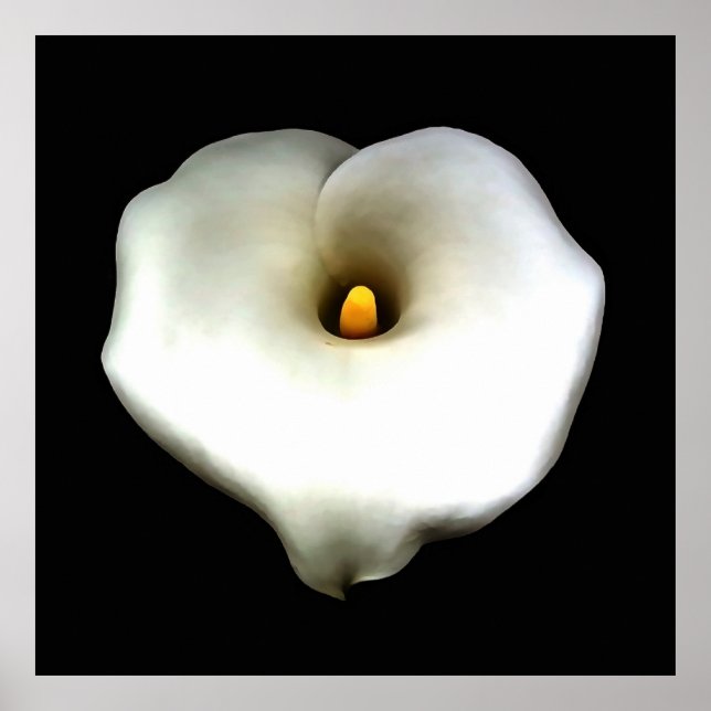 Artistic Single Heart Shaped Calla Lily Isolated  Poster (Front)