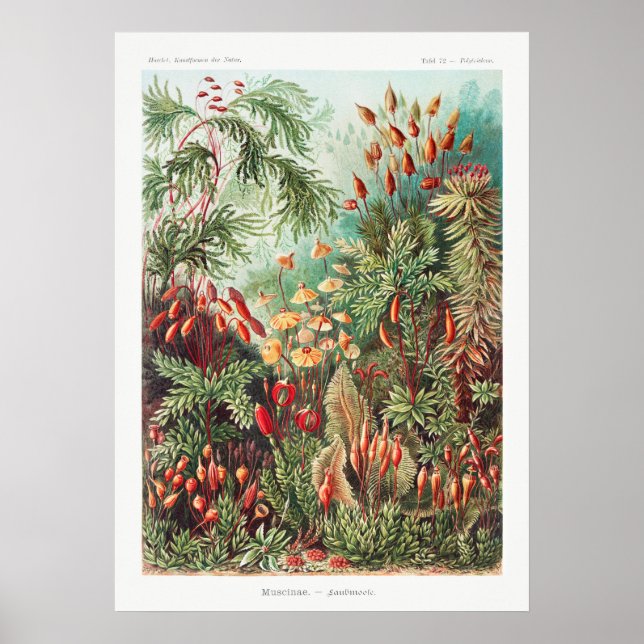 Artistic Vintage Illustration Nature Ernst Haeckel Poster (Front)