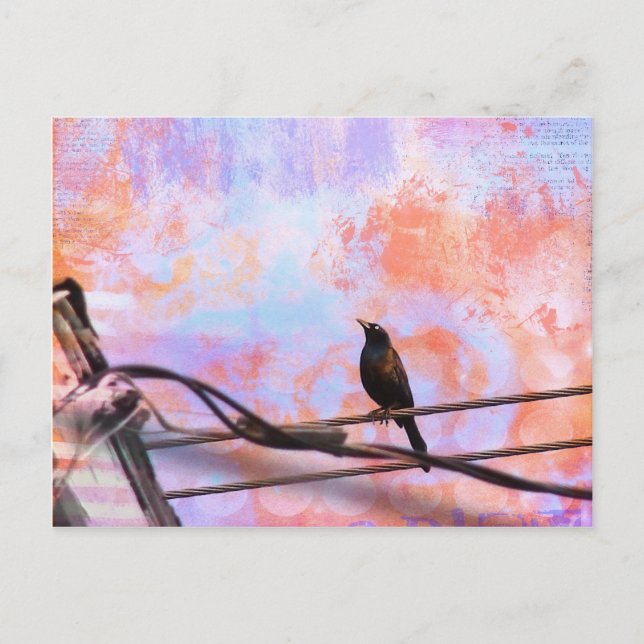 Artsy Grackle Postcard (Front)