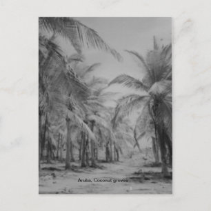 Aruba, Coconut groves Postcard