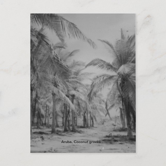 Aruba, Coconut groves Postcard (Front)