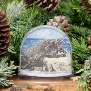 Aruba Divi Divi Tree And Ocean Snowglobe