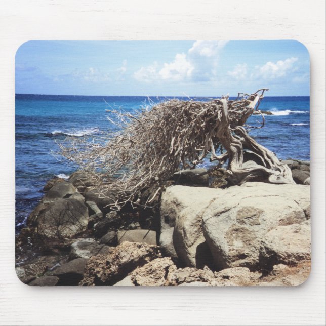 Aruba Divi Divi Tree At The Ocean Mouse Pad (Front)