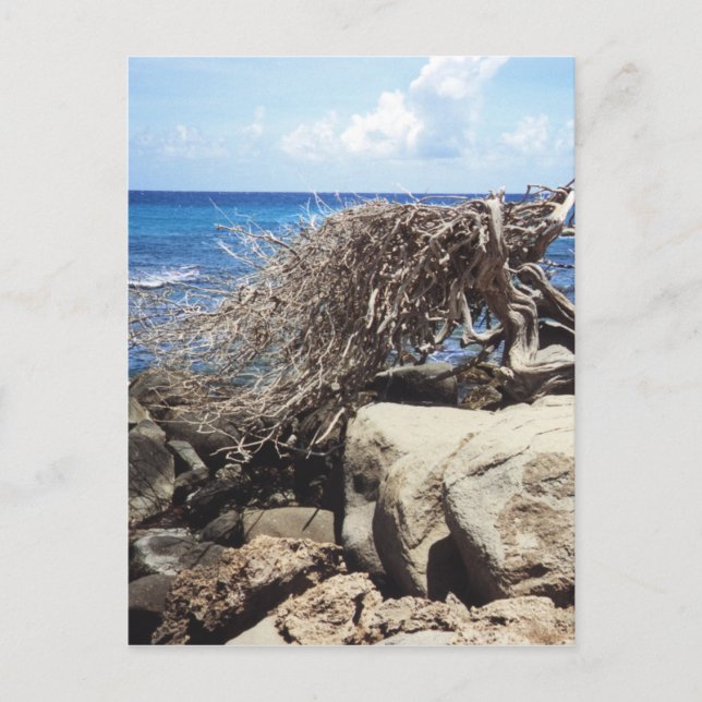 Aruba Divi Divi Tree At The Ocean Postcard (Front)