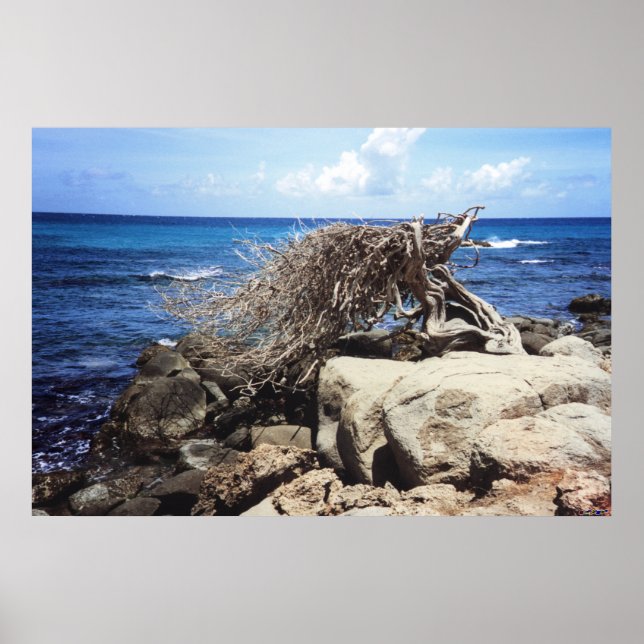 Aruba Divi Divi Tree By The Ocean Poster (Front)
