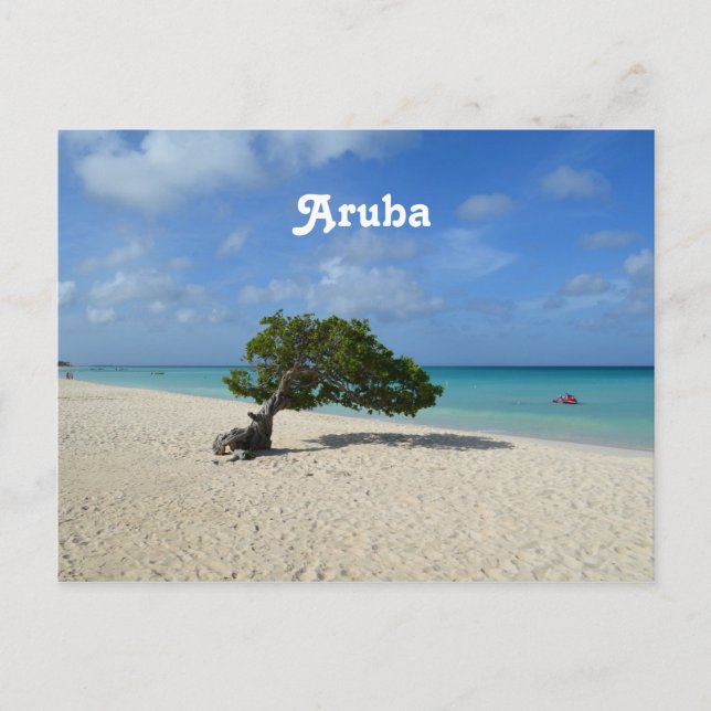 Aruba Divi Divi Tree Postcard (Front)