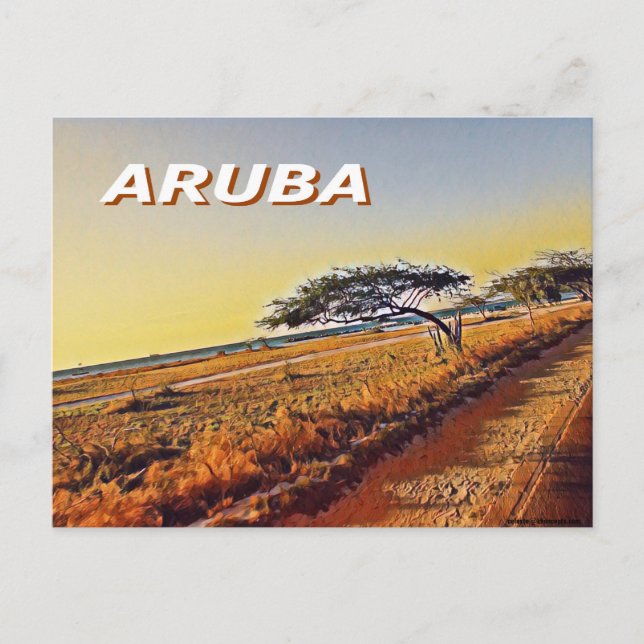 Aruba - Divi Divi Trees Postcard (Front)