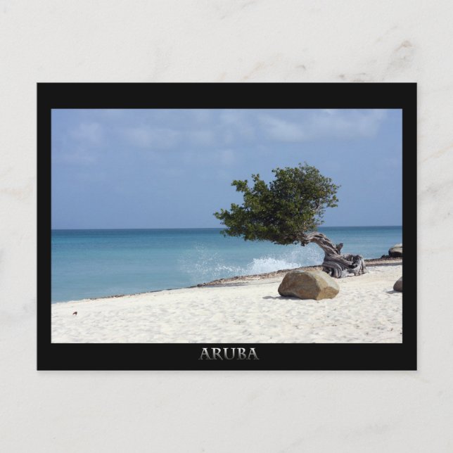 ARUBA fofoti tree Postcard (Front)