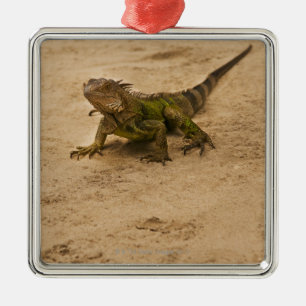 Aruba, lizard on sand metal ornament