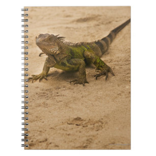 Aruba, lizard on sand notebook