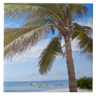 Aruba, palm tree on beach tile